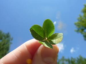 Four Leaf Clover in Hand
